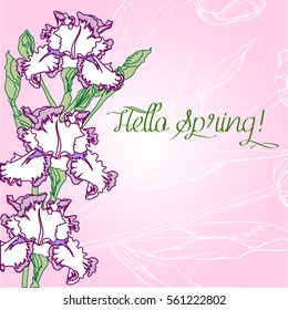 Pink Background with irises.Spring  Vector illustration