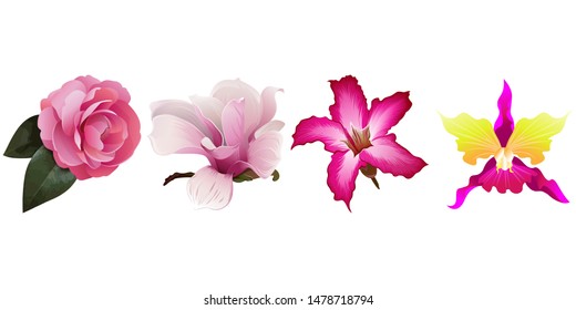 Pink Balsam. Pink Magnolia. Pink Adenium. Pink Orchid. Vector illustration. Isolated illustration element. Floral botanical flower. Wild leaf wildflower isolated. Exotic tropical hawaiian jungle.