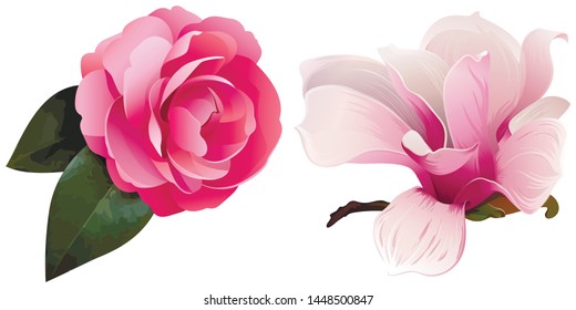 Pink Balsam. Pink Magnolia. Vector illustration. 