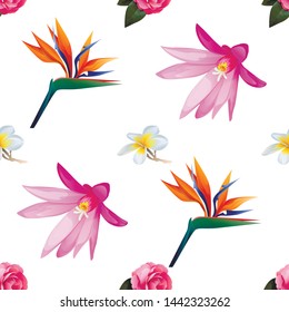 Pink Balsam. Purple Hatiora. Orange Strelitzia Reginae. White Plumeria. Vector illustration. 