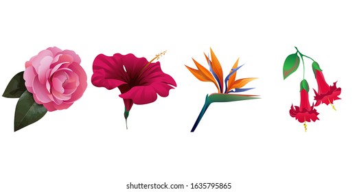 Pink Balsam. Red Hibiscus. Orange Strelitzia Reginae. Red Angel Trumpet. Vector illustration. Isolated illustration element. Floral botanical flower. Wild leaf wildflower isolated. Exotic tropical.