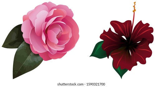 Pink Balsam. Red Rose Mallow. Vector illustration. Isolated illustration element. Floral botanical flower. Wild leaf wildflower isolated. Exotic tropical hawaiian jungle.