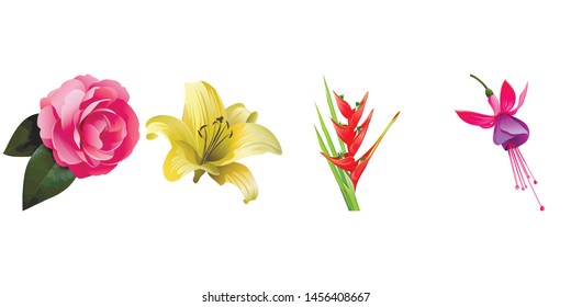 Pink Balsam. Yellow Lilium. Red Heliconia Bihai. Pink and Purple Fuchsia Bella. Vector illustration. 