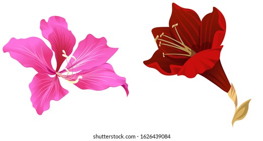 Pink Bauhinia Purpurea. Purple Amaryllis. Vector illustration. Isolated illustration element. Floral botanical flower. Wild leaf wildflower isolated. Exotic tropical hawaiian jungle.