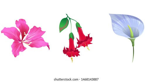 Pink Bauhinia Purpurea. Red Angel Trumpet. Blue Anthurium Tailflower. Vector illustration. Isolated illustration element. Floral botanical flower. Wild leaf wildflower isolated. Exotic tropical.