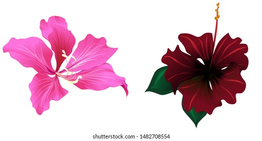 Pink Bauhinia Purpurea. Red Rose Mallow. Vector illustration. Isolated illustration element. Floral botanical flower. Wild leaf wildflower isolated. Exotic tropical hawaiian jungle.
