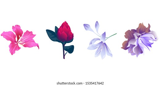 Pink Bauhinia Purpurea. Red Vriesea. Violet Agapanthus Lily. Violet Clematis. Vector illustration. Isolated illustration element. Floral botanical flower. Wild leaf wildflower isolated. Exotic.