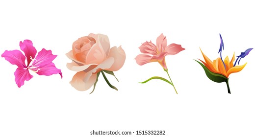 Pink Bauhinia Purpurea. Pink Rose. Pink Amaryllis. Orange Strelitzia. Vector illustration. Isolated illustration element. Floral botanical flower. Wild leaf wildflower isolated. Exotic tropical.