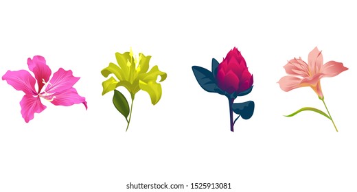 Pink Bauhinia Purpurea. Yellow Lilium. Red Vriesea. Pink Amaryllis. Vector illustration. Isolated illustration element. Floral botanical flower. Wild leaf wildflower isolated. Exotic tropical.