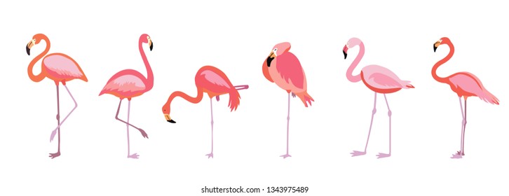 Flamingo Group Bilder Stockfoton Och Vektorer Med Shutterstock