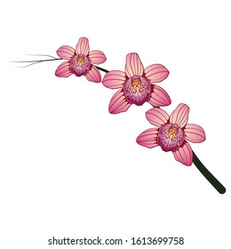 pink Beautiful orchid vector image