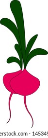 Pink beet with green leafs, illustration, vector on white background.