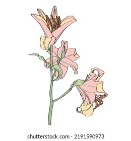 Pink beige lily flower branch with bud and leaves isolated on white background. Simple line illustration.