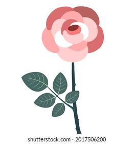 pink beige rose flower isolate vector illustration