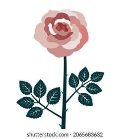 pink beige rose icon flower vector illustration