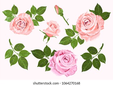 Pink and beige vector roses and green leaves elements set isolated on the white background for floral decoration