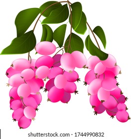 bayas rosas, tres ramas con bayas rosas y hojas verdes