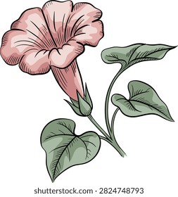 Pink bindweed flower vector on white background.