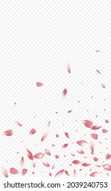 Pink Bloom Vector Transparent Background. Blossom Marriage Pattern. Flower Japanese Backdrop. Floral Tender Congratulation. Color Apple Wedding Illustration.