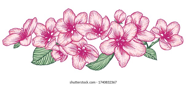 Pink blooming apple tree flowers. Outline vector illustration isolated over white. Hand drawn nature romantic floral spring drawing.
