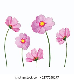 Pink blooming flowers isolated on white background. Realistic hand drawn watercolor illustration. Hand painted vector Clip art. Template.