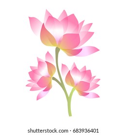 Pink blooming lotos flower. Vector