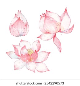 Pink blooming lotus flowers and flower buds