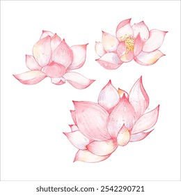 Pink blooming lotus flowers and flower buds