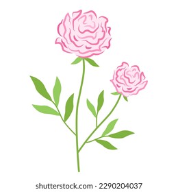 Pink blooming peony. Floral vector illustration of rose on branch with green leaves and inflorescence. Botanical drawing of lush flower bud.