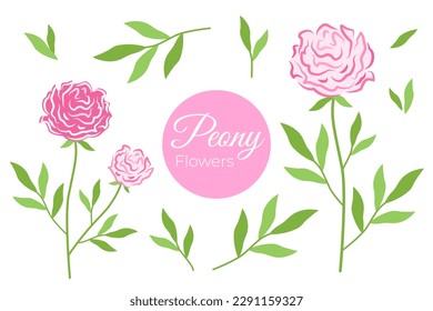 Pink blooming peony set. Floral vector illustration of rose on branch with green leaves and inflorescence. Botanical drawing of lush flower bud.