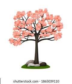 Árbol sakura rosado floreciente aislado en fondo blanco