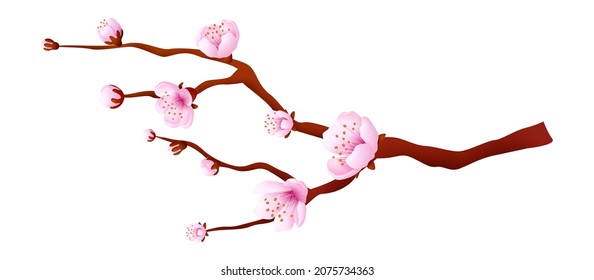 Pink bloosom tree. Sakura branch. Japanese cherry