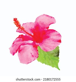 Pink blossom hibiscus flower with green leaf isolated on white background. Watercolor style hand draw painting. Vector illustration. Clipart