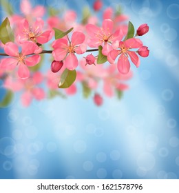 Pink blossoming cherry branches with bokeh effect