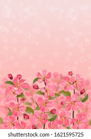 Pink blossoming cherry branches with bokeh effect