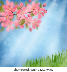 Pink blossoming cherry branches and green grass with bokeh effect