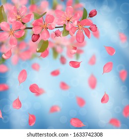 Pink blossoming cherry and falling petals with bokeh effect