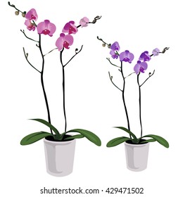 Pink and blue Phalaenopsis. Vector.