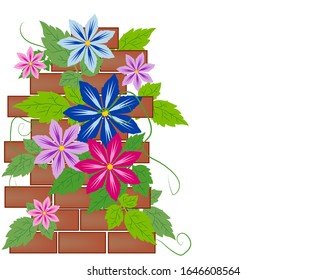 Pink, blue and purple clematis flowers amid bricks. Vector illustration, isolated background