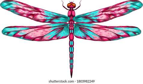 pink blue purple dragonfly with delicate wings vector illustration 