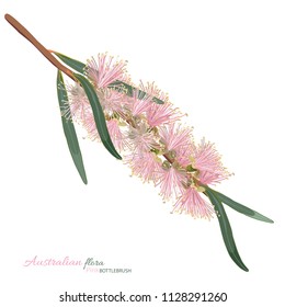 Pink bottlebrush Vector illustration on a white background