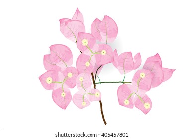 pink bougainvillea flowers  for object or background