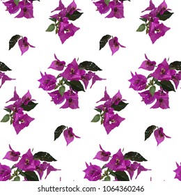 Pink bougainvillea seamless pattern on white background. Botanical illustration hand drawn. Vector floral design for fashion prints, scrapbook, wrapping paper.