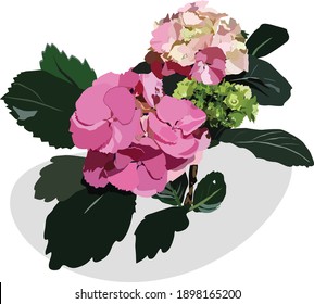 Pink bouquet. Hydrangea branch - stock illustration
