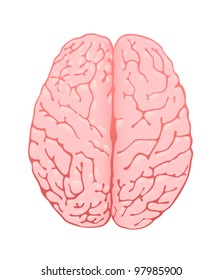 pink brain a top view