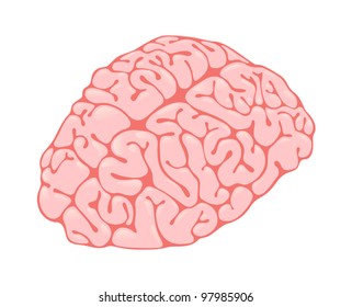 pink brain vertical view