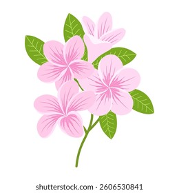 pink branch plumeria flowers with leaves, flat vector illustration isolated on white background