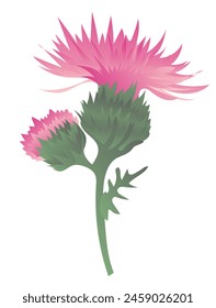 Pink burdock flowers on twig in flat design. Thistle with green leaf. Vector illustration isolated.