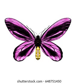 pink butterfly with black pattern on the wings of the symmetric top view sketch vector graphics color picture