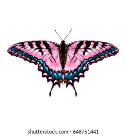 pink butterfly with blue pattern on the wings of the symmetric top view sketch vector graphics color picture